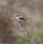 Loggerhead Shrike 1644